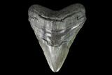 Fossil Megalodon Tooth - Thick Root #95306-1